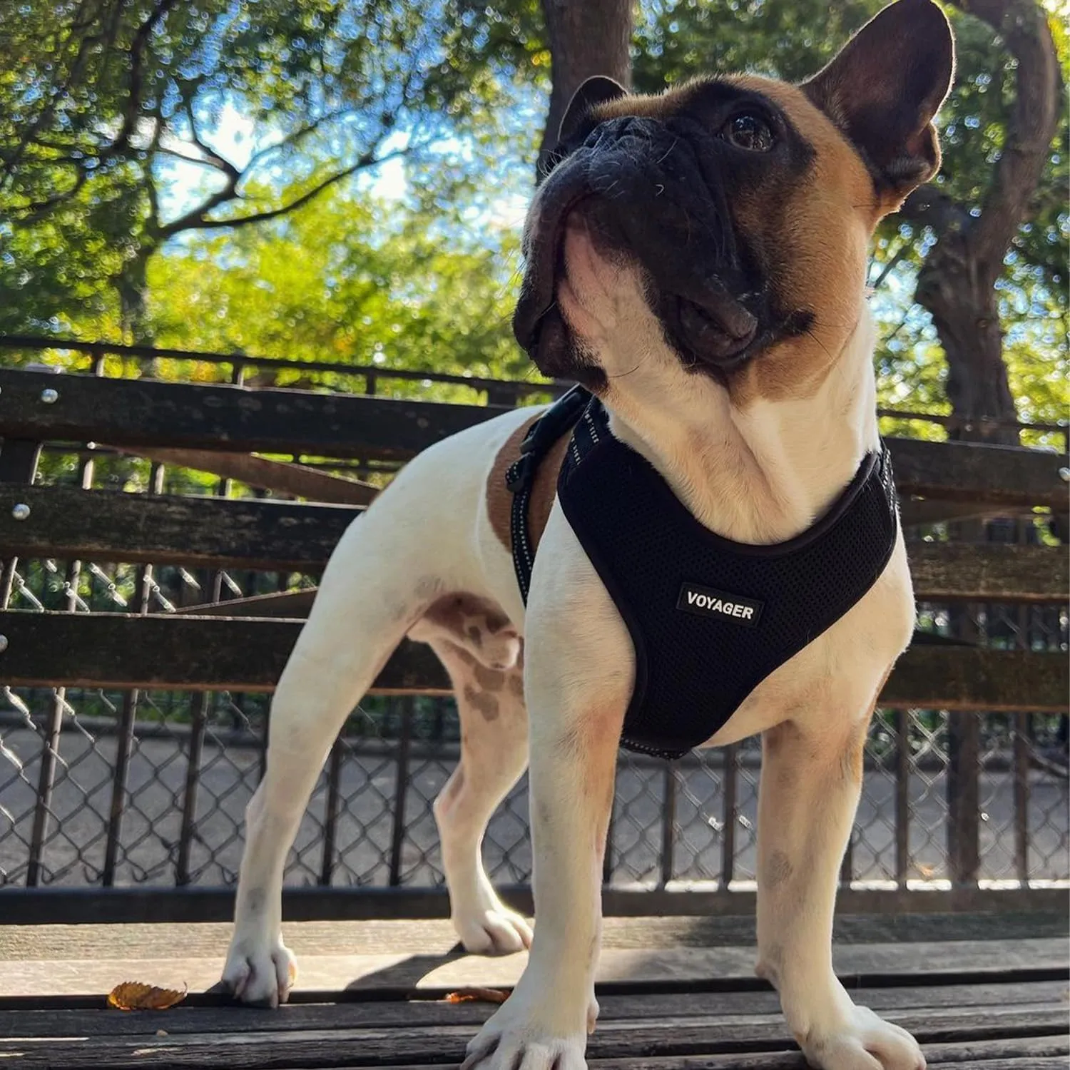 Air Frontier Mesh Dog Harness with and Reflective Dog Leash Set, Reflective Stitching, and Lightweight Breathable No-Pull Design, Adjustable Neck and Chest Straps for Small to Large Breeds - BUW, S