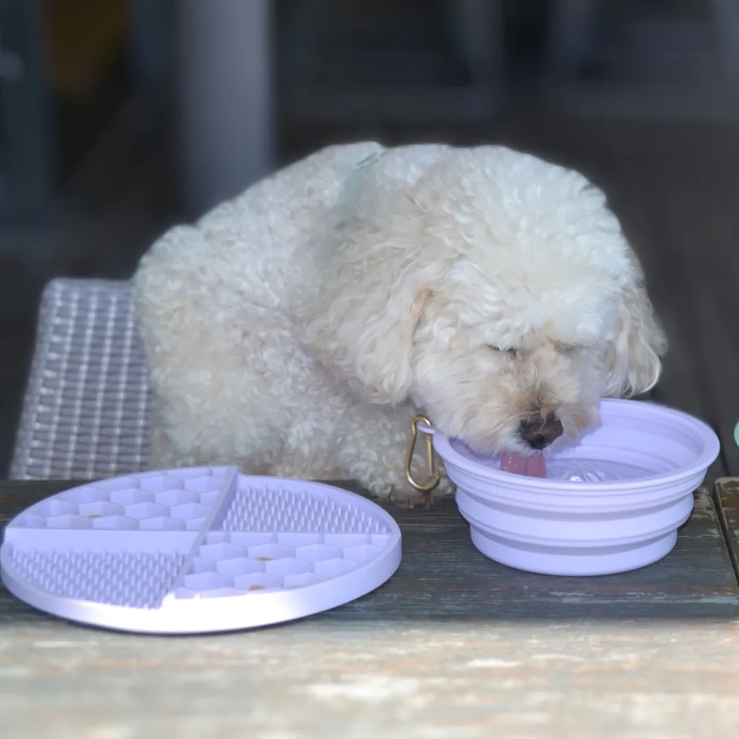 DOGUE Pop-Up Travel Dog Bowl
