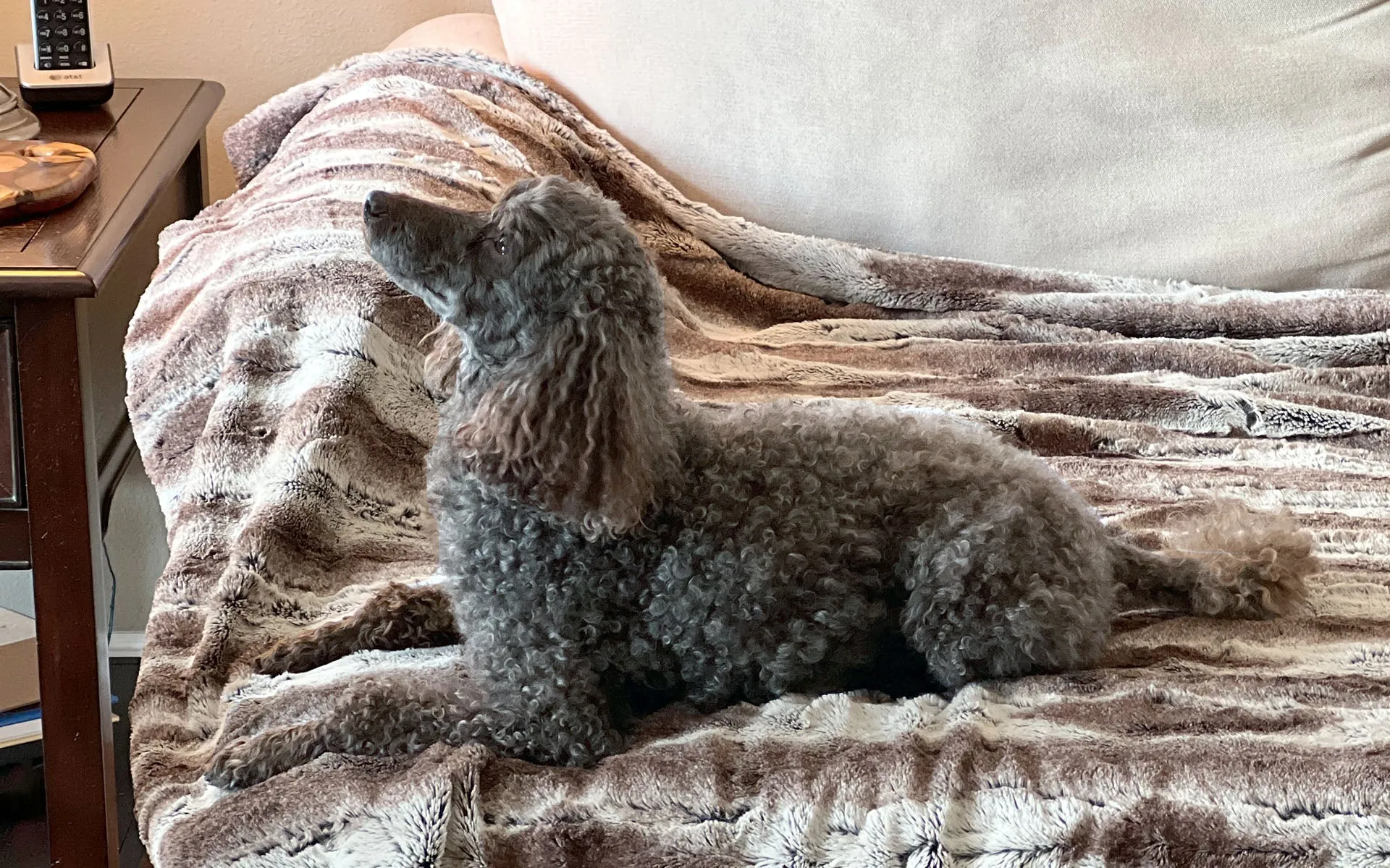 Pet / Dog Blanket - Cozy Cable in Ash Faux Fur
