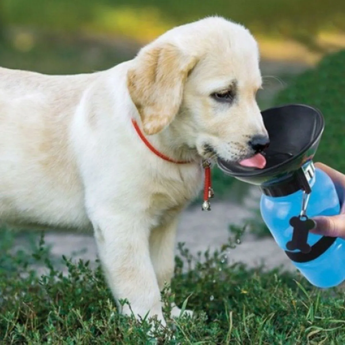 Pet Dog Mystery Box Deal